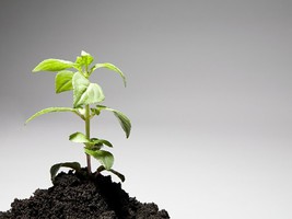 Kleines groß werden lassen